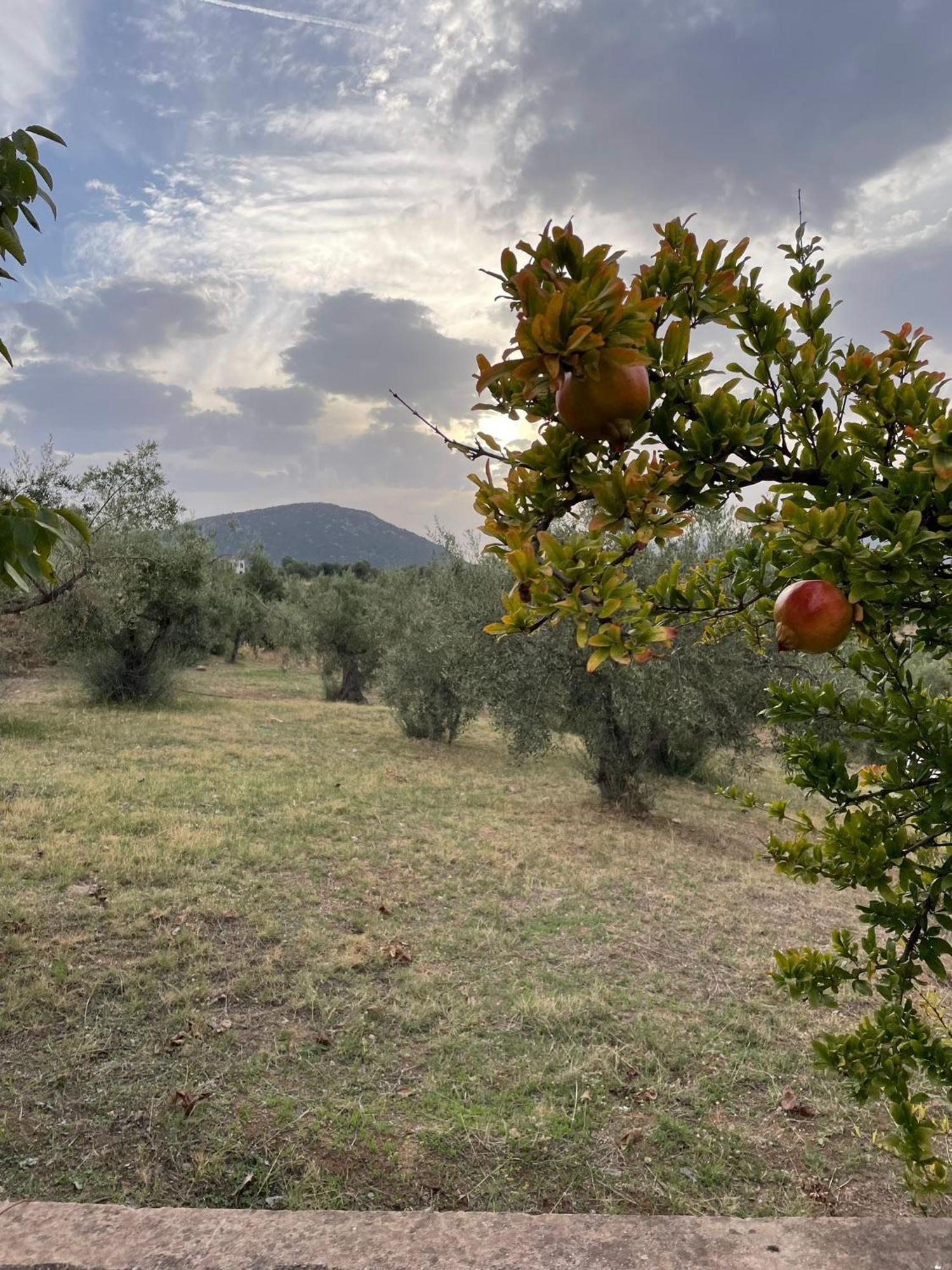 Panoramic View Summerhouse Loukissia Exterior foto